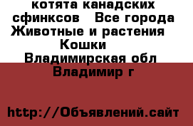 котята канадских сфинксов - Все города Животные и растения » Кошки   . Владимирская обл.,Владимир г.